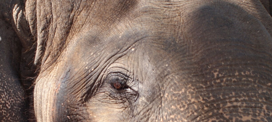 Elephant Eye